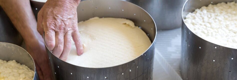 Un fromager presse à la main le caillé dans un moule perforé, entre d’autres moules remplis de caillé en grains, à la fromagerie